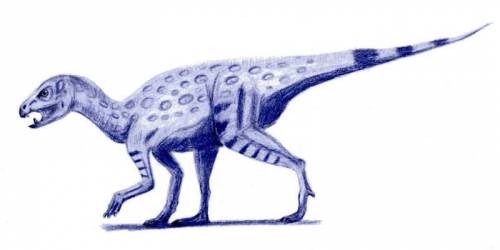Гетеродонтозавриды