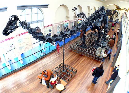 Museo Nacional de Ciencias Naturales (Madrid)-Sala de Historia Natural.jpg