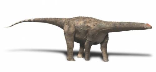 Hypselosaurus BW.jpg