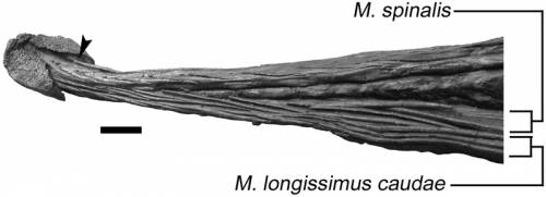 Ossified tendons in Ankylosaurus.png