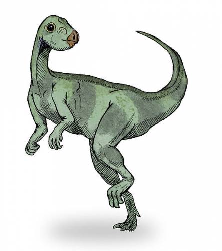 Qantassaurus sketch1.jpg