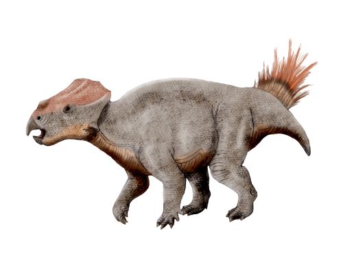 Ajkaceratops